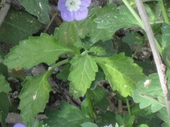 Phacelia patuliflora
