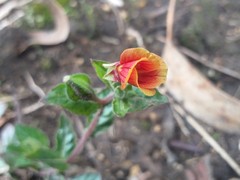 Oenothera epilobiifolia