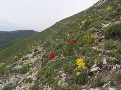 Erysimum callicarpum