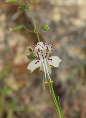 Image of Dicerandra fumella