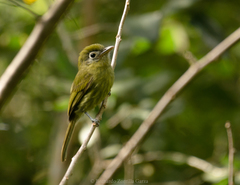 Rhynchocyclus brevirostris