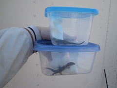 Hemidactylus turcicus