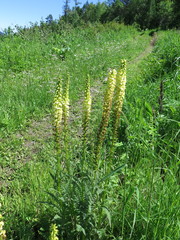 Pedicularis incarnata