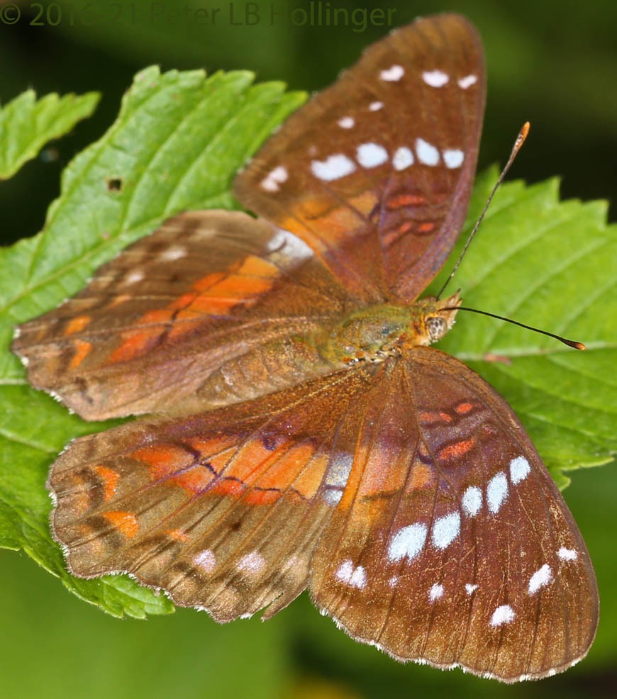 Kallimini image