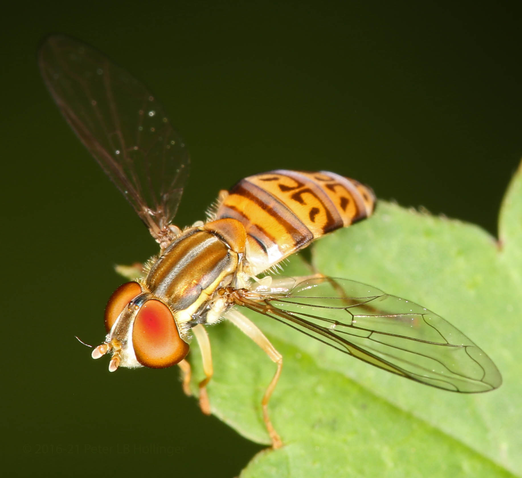 Syrphidae image