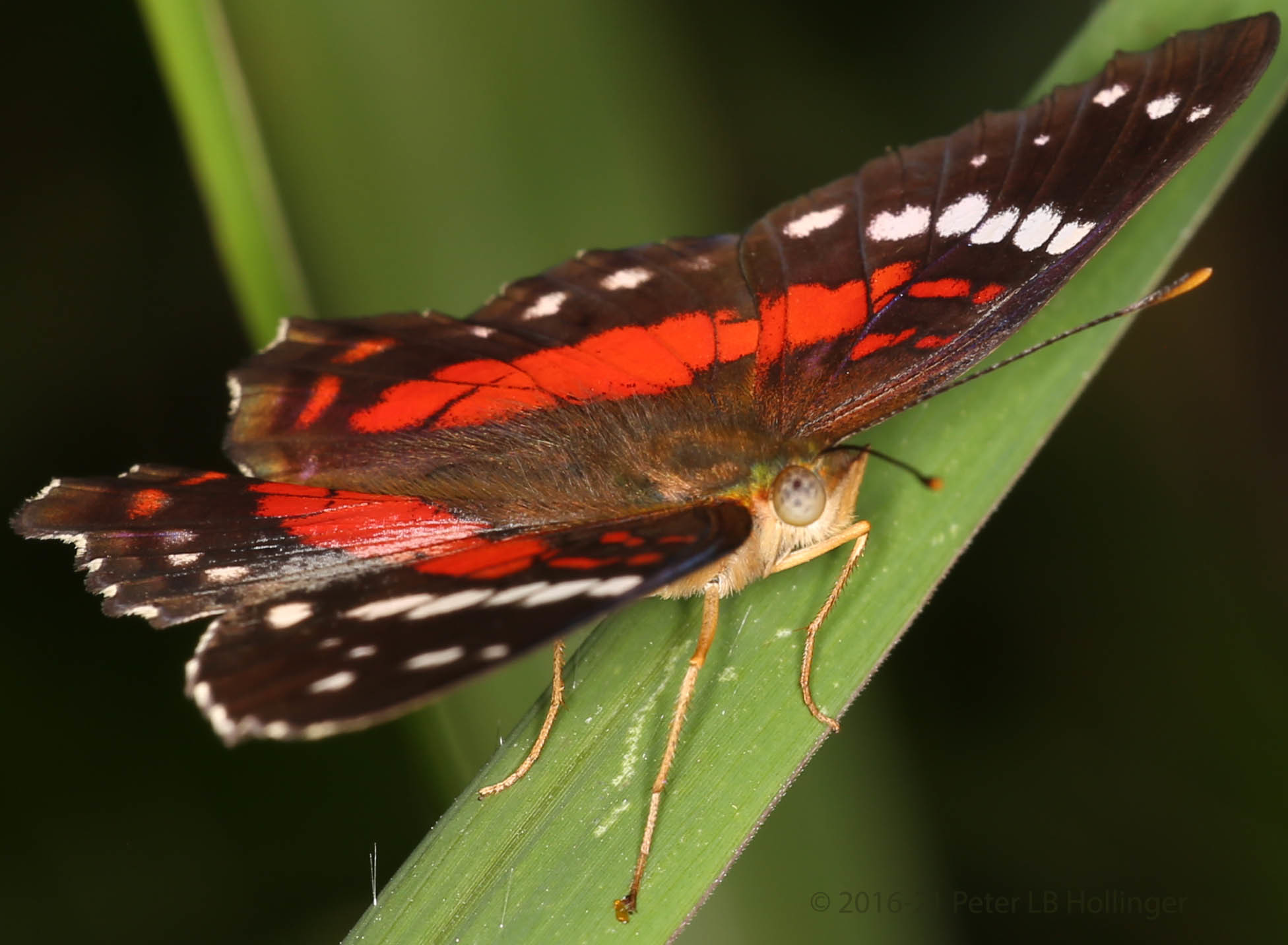 Anartia amathea image