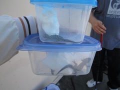 Hemidactylus turcicus