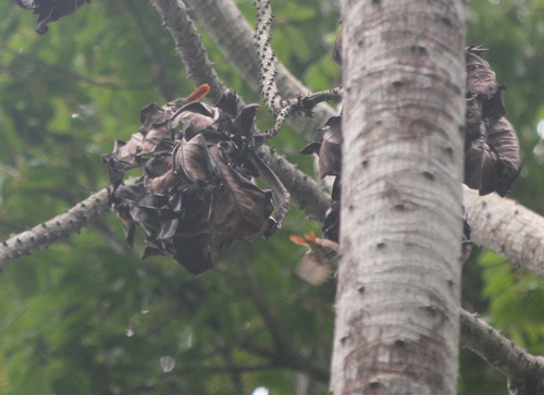 Chestnut-capped Flycatcher (Erythrocercus mccallii), photo 2