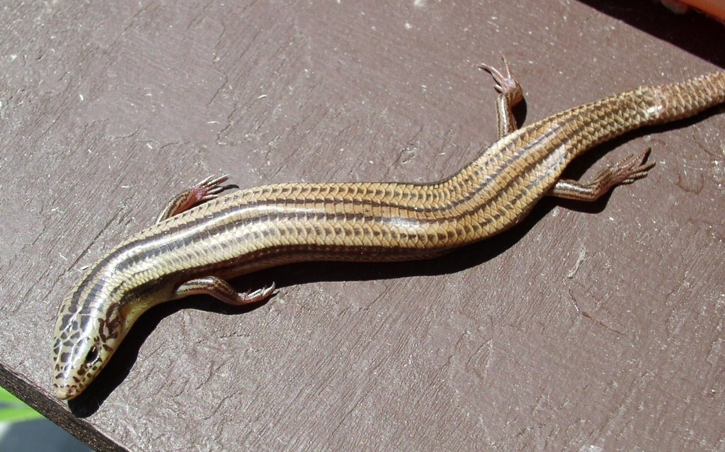 Managua Skink