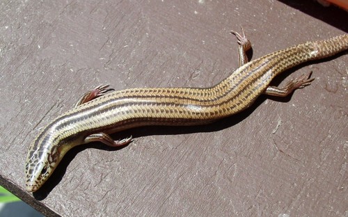 Mesoscincus managuae