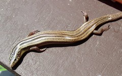 Managua Skink photo 3