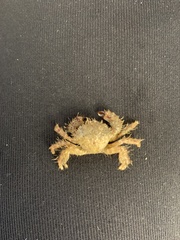 Pilumnus