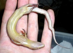Managua Skink