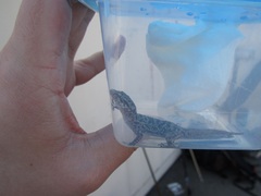 Hemidactylus turcicus