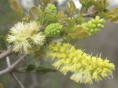 Vachellia rigidula