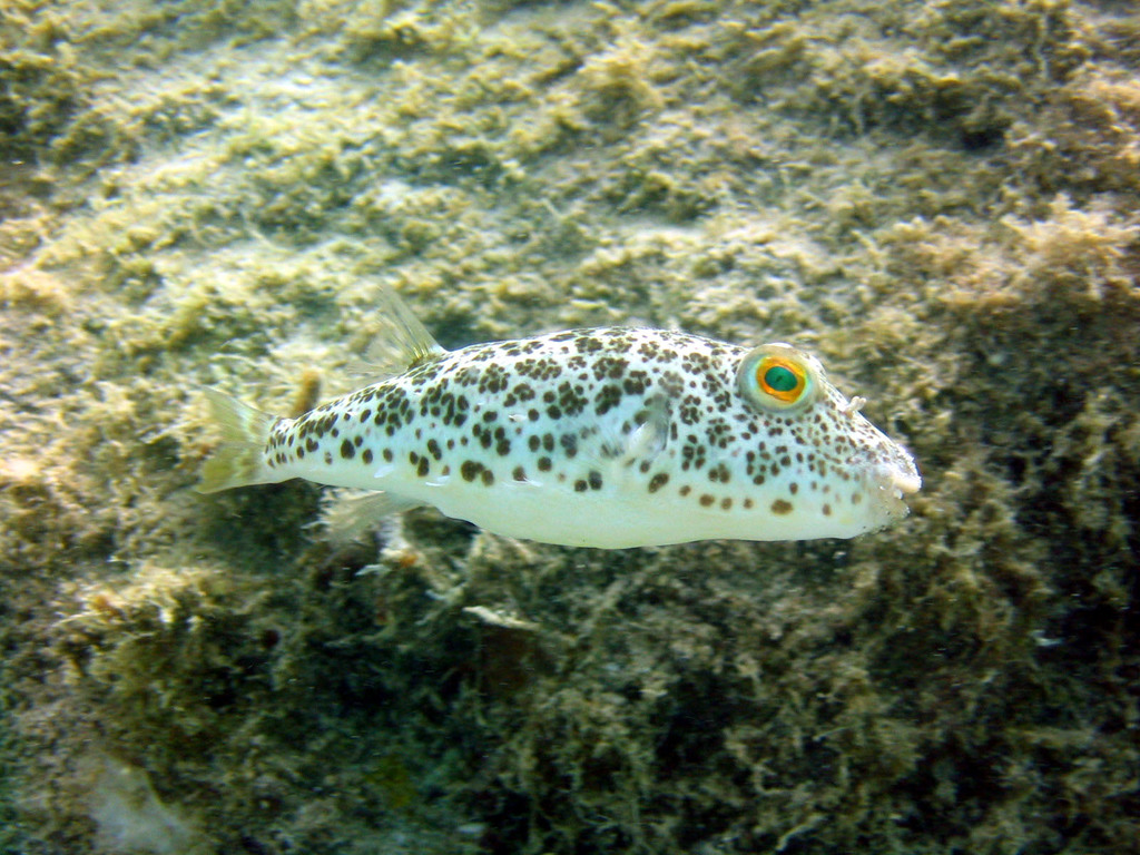 Green Puffer