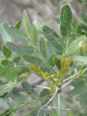 Vachellia rigidula