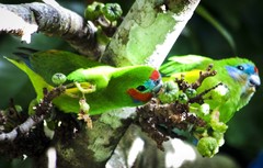 Cyclopsitta diophthalma