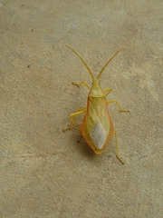 Discogastrini