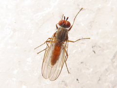 Heteromyza rotundicornis