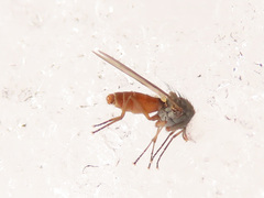 Heteromyza rotundicornis