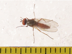 Heteromyza rotundicornis