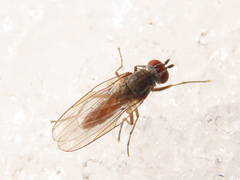 Heteromyza rotundicornis