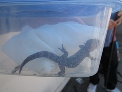Hemidactylus turcicus
