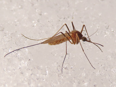 Culiseta morsitans
