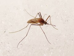 Culiseta morsitans