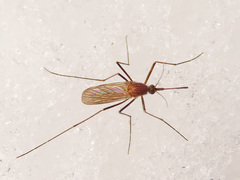 Culiseta morsitans
