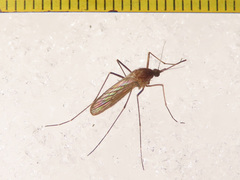 Culiseta morsitans