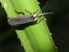 Pyractonema