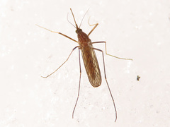 Culiseta morsitans