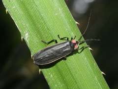 Pyractonema