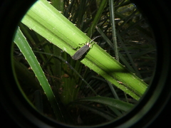 Pyractonema