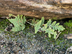 Myriopteris windhamii