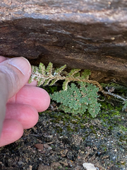 Myriopteris windhamii