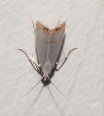 Microcrambon paphiellus