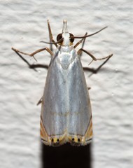 Microcrambon paphiellus