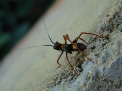 Scaphura