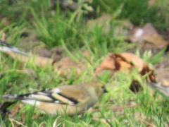 Spinus tristis
