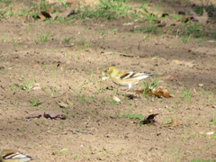 Spinus tristis