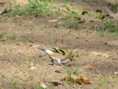 Spinus tristis