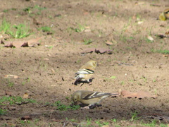 Spinus tristis