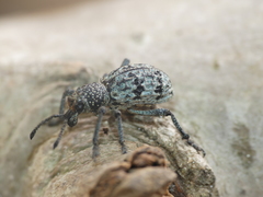 Aegorhinus superciliosus