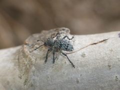 Aegorhinus superciliosus