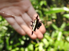 Gasteracantha fornicata