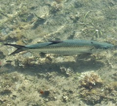 Megalops atlanticus
