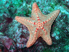 Oreaster clavatus